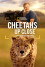 Cheetahs Up Close with Bertie Gregory